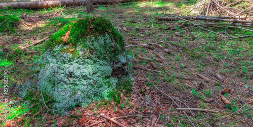 Ants nest covered in moss in the middle of the forest 