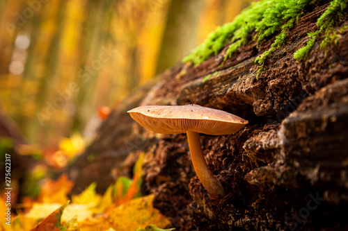 Closeup of wild mushrooms on a forest stump with moss