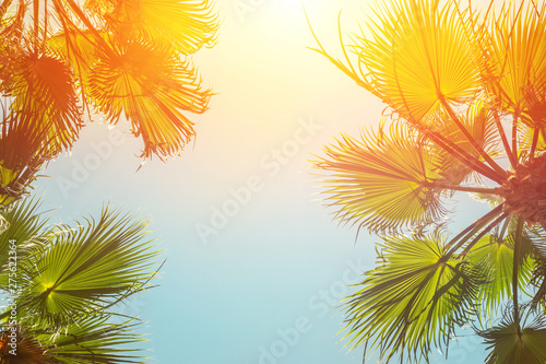 Fototapeta Naklejka Na Ścianę i Meble -  Silhouette of green tropical palm tree leaves with clear blue sky on backgroung at sunset or sunrise time.Summer travel and adventure concept. exotic islands  trip vacation destination. Toned