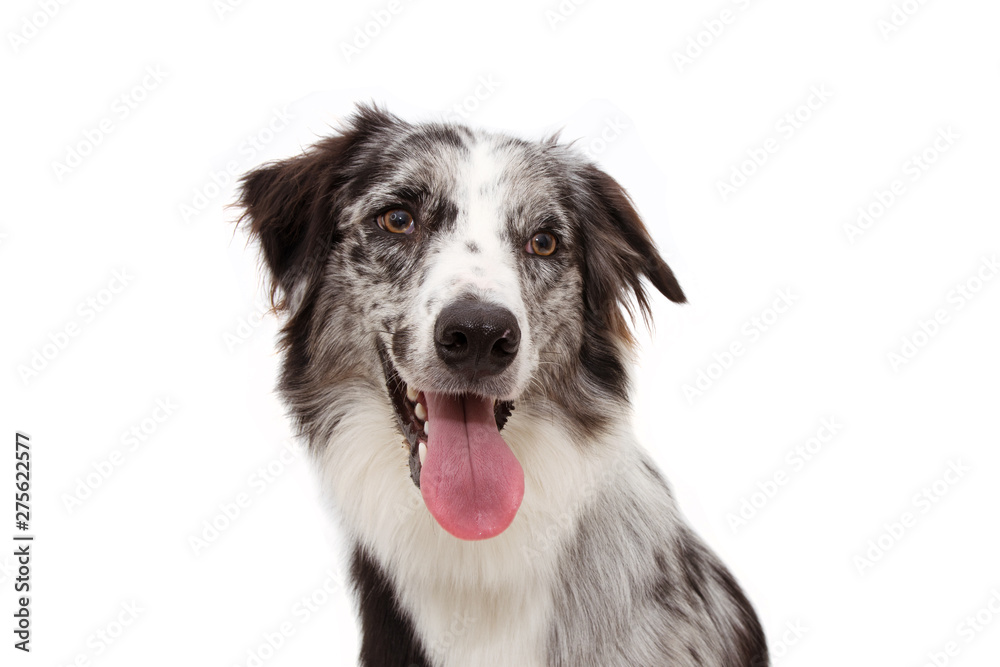 PORTRAIT HAPPY MERLE BORDER COLLIE ISOLATED ON WHITE BACKGROUND.