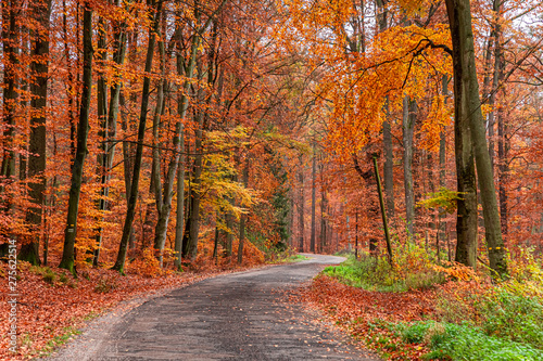 Amazing and brown forest in the fall  Poland