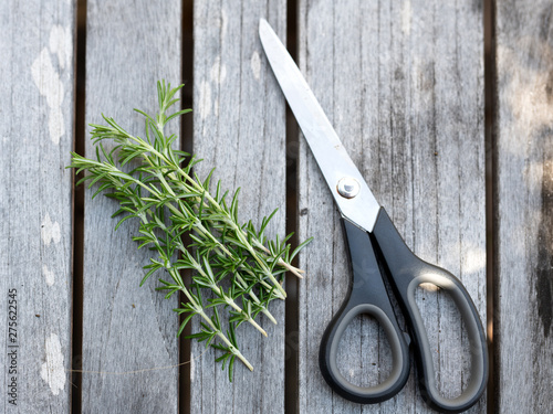 Freshly cut rosemary on a wooden table outdoors with a pair of scissors