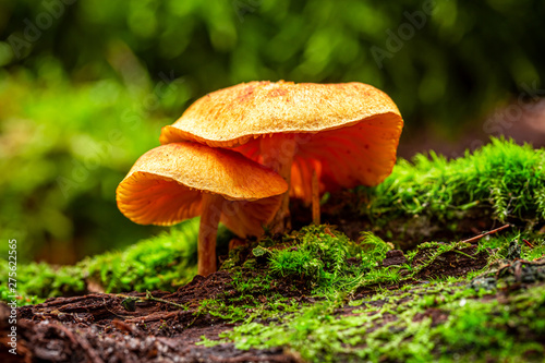 Wild mushrooms growing on green moss in summer