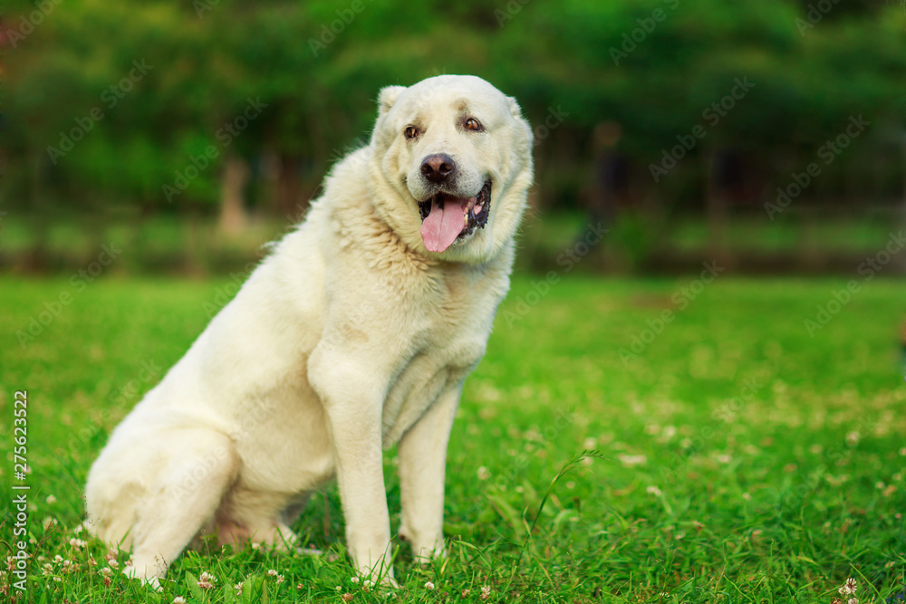 Central Asian Shepherd Dog, outdoor summer Central Asian Shepherd Dog, outdoor summer