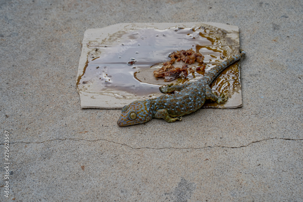 Gecko in mouse glue trap Stock Photo