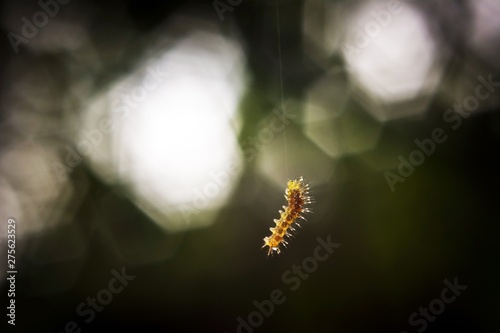 A small yellow Caterpillar hangs on its strand isolated from background