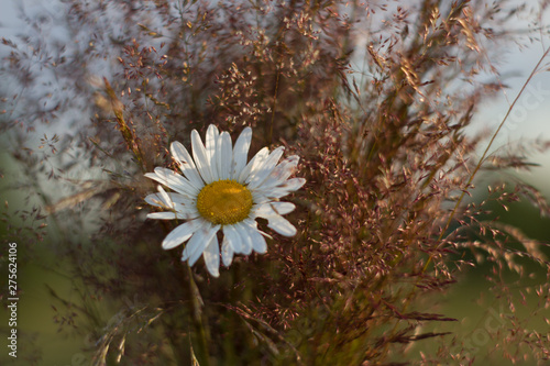 Bouquet of wild flowers and daisies photo