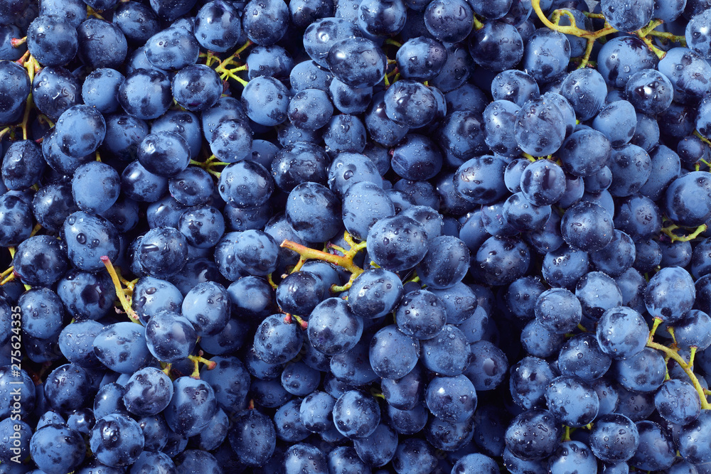 Grape background. Dark grape. Blue grape. Wine grape. Grape background. Dark grape. Blue grape. Wine grape.