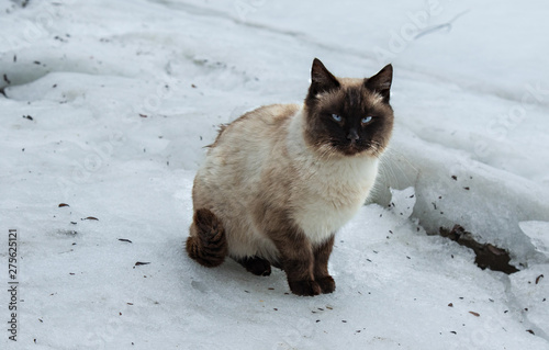 siamese cat on the ice floe with snow in the middle of the river