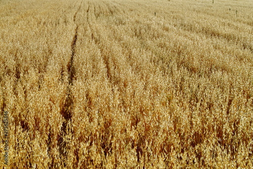 Champs de céréales blondi au soleil avant la moisson. photo