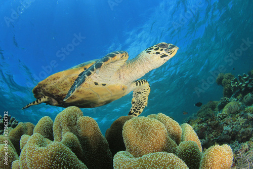 Hawksbill Sea Turtle on coral reef 