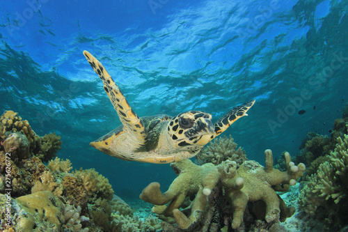 Hawksbill Sea Turtle on coral reef  © Richard Carey