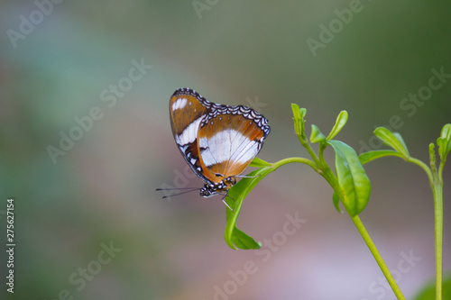 Beautiful Portrait of an Eggfly Butterfly  sitting on the flower in a soft green blurry background  during Spring photo