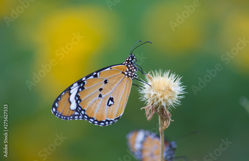 Beautiful Portrait of The Plain Tiger Butterfly sitting on the flower in a soft green blurry background during Spring