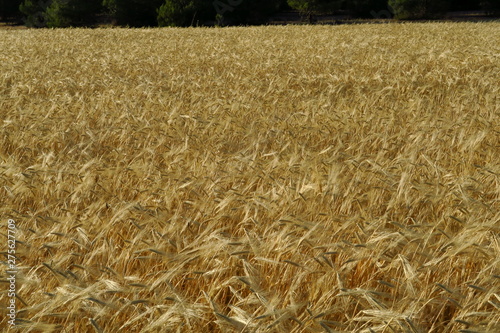 Champs de céréales blondi au soleil avant la moisson. photo