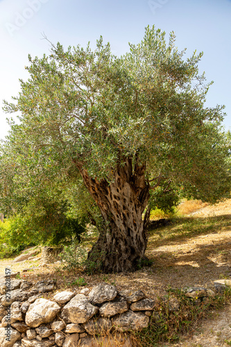 Ancient Olive Tree