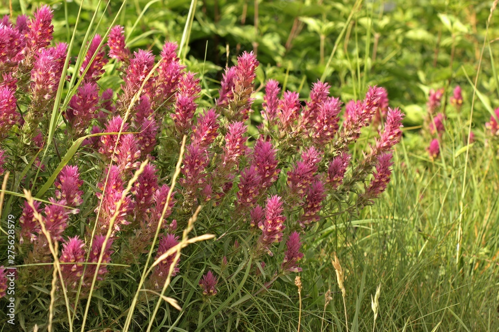 Acker-Wachtelweizen (Melampyrum arvense) Acker-Wachtelweizen (Melampyrum arvense)