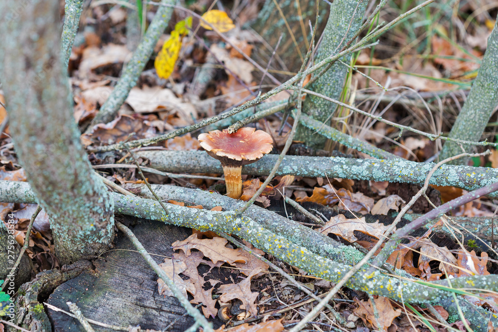 Mushrooms False chanterelle in the autumn forest closeup Mushrooms False chanterelle in the autumn forest closeup