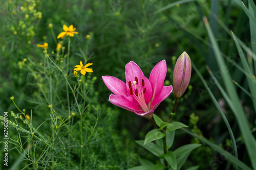 first pink lily of the season is opening up