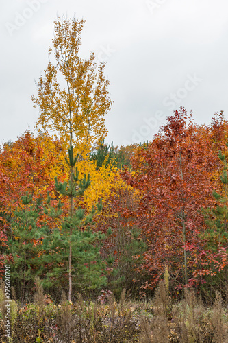 magnificent forest in autumn day