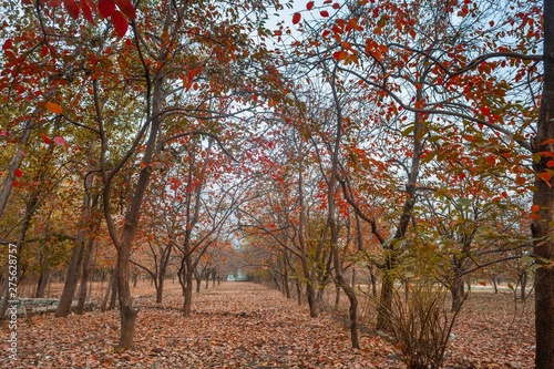 persimmon orchard in autumn