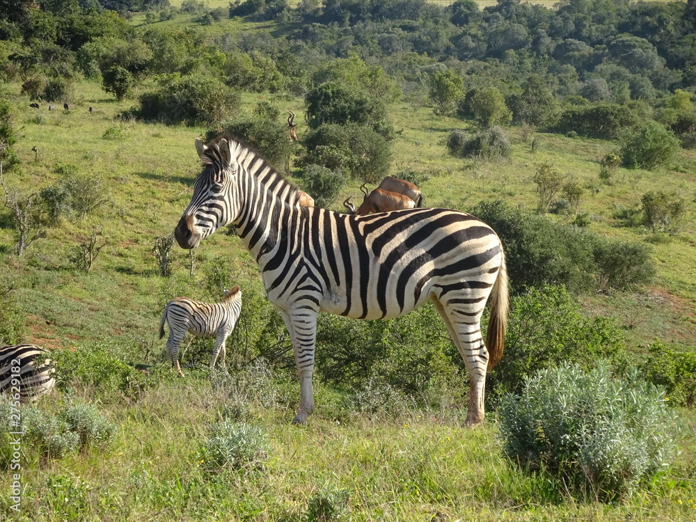 Naklejka premium Zebras in Addo Elephant Park South Africa