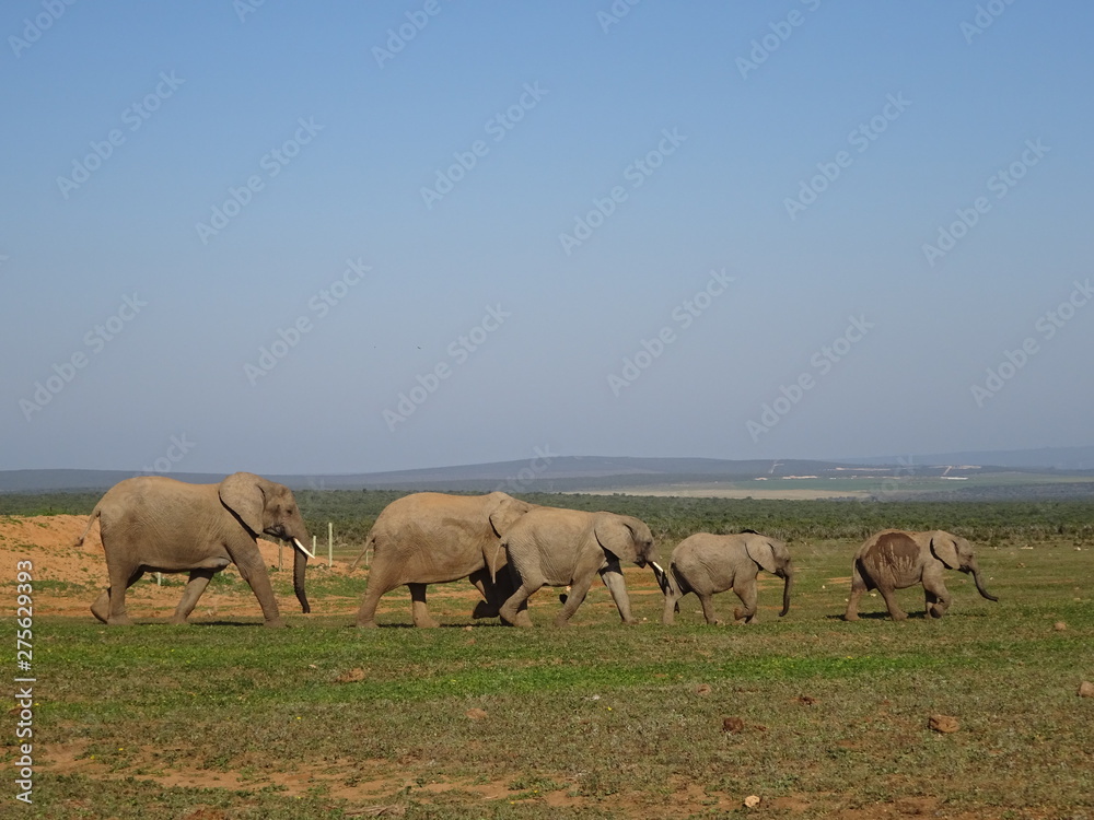 Group of elephants walking in Addo elephant national park of South Africa Group of elephants walking in Addo elephant national park of South Africa
