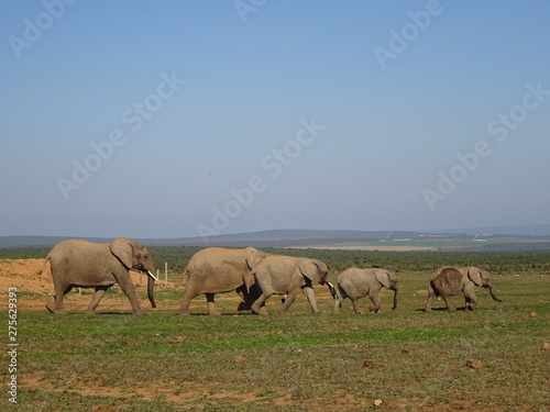 Group of elephants walking in Addo elephant national park of South Africa © marcelinopozo
