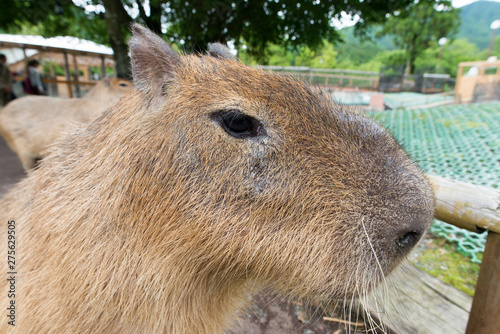 Wallpaper Mural カピバラ Torontodigital.ca