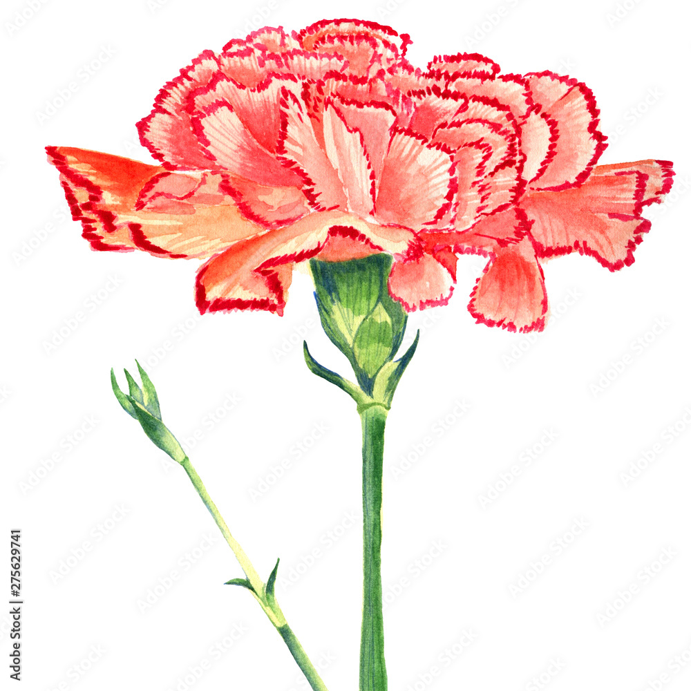 Fototapeta Goździk Goździkowy czerwony Akwarela. Odosobniony kwiat i pączkuje na białym tle.