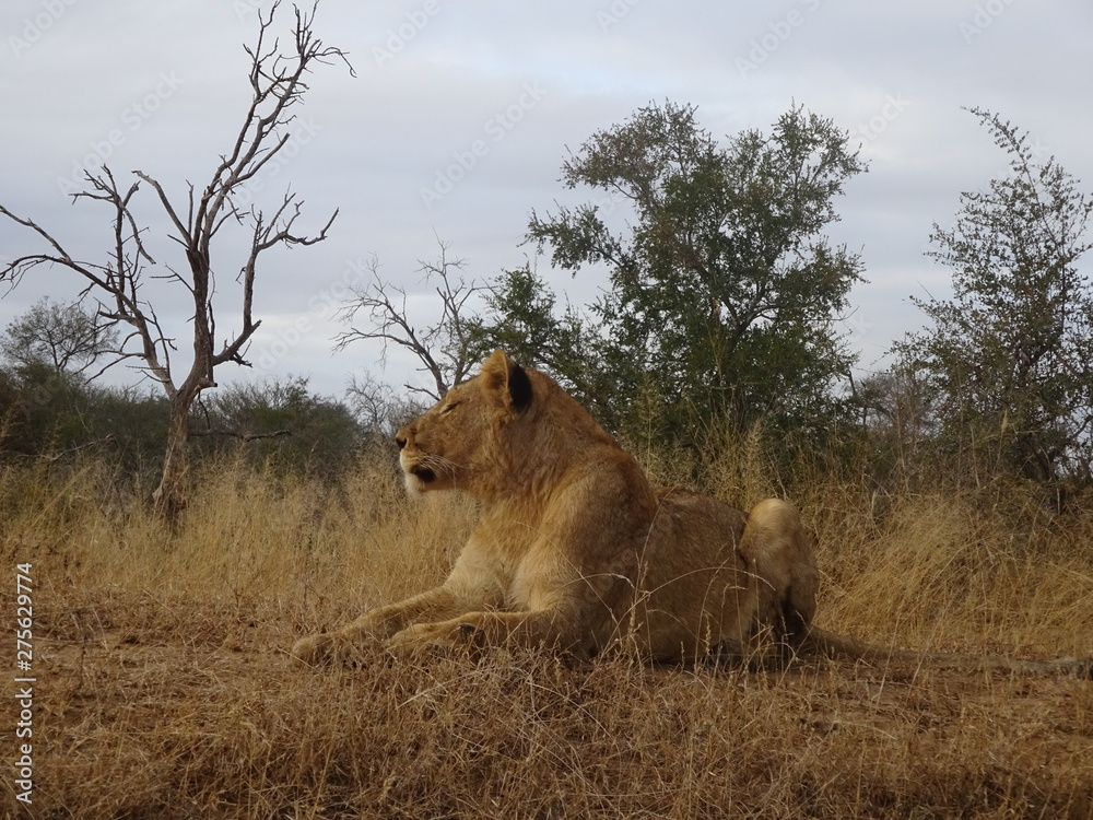 Naklejka premium Adult lion female lying on savannah of Kruger National Park in South Africa