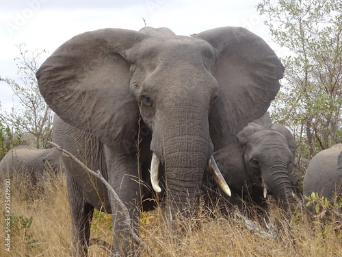 African Elephant Kruger National Park South Africa