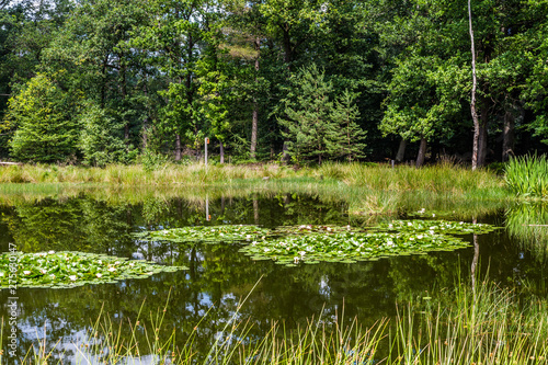 A beautiful little forest fen surrounded with trees near National park De Hoge Veluwe in the Netherlands