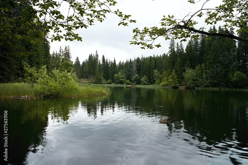 The small island in the centre Vrbicke lake in Demanovska valley. photo