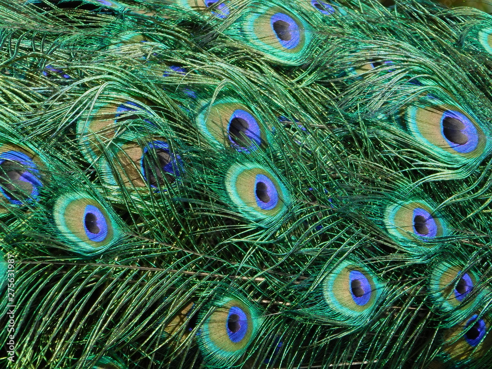 Fototapeta premium Peafowl tail
