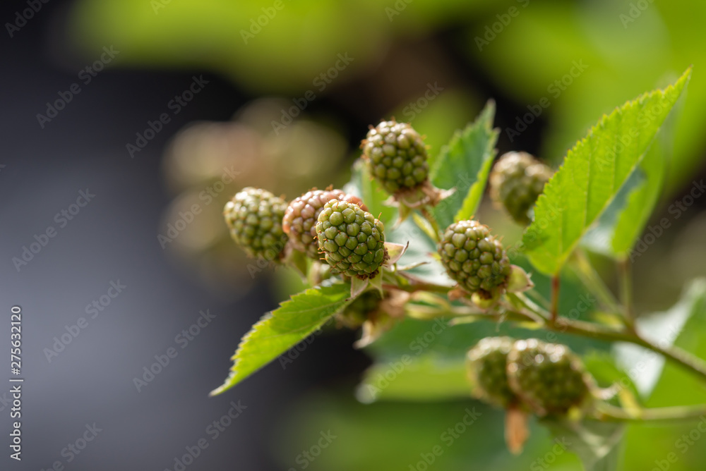 Young fruits of blackberry fruit, on the branch Young fruits of blackberry fruit, on the branch