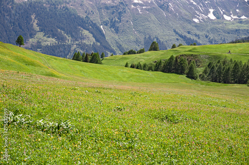 Panoramic view of flowering meadows in Switzerland, in spring.