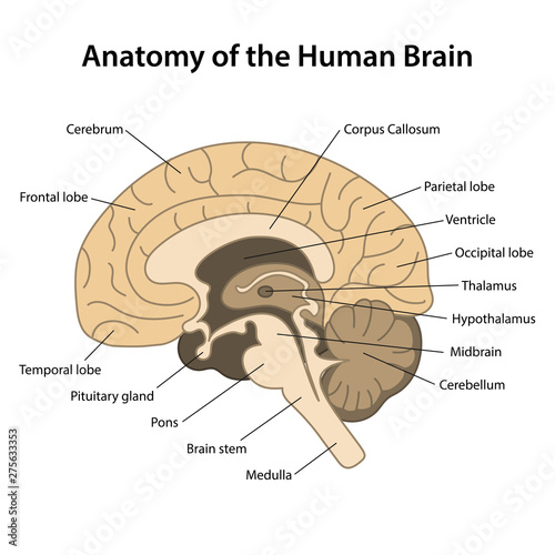 Anatomy of the human brain.Sagittal cut. Structure of the human brain with main parts labeled. Vector illustration