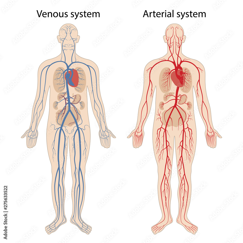 Venos System Human arterial and venous circulatory system. Vector illustration ...