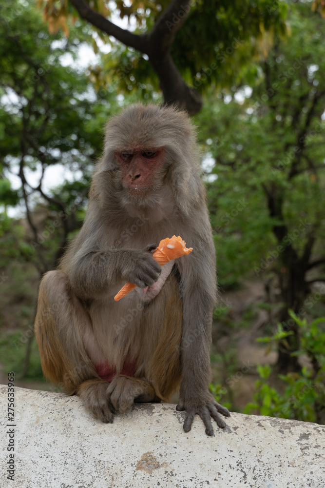 Fototapeta premium Monkey eating ice cream in nepal