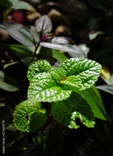 The green leafy tree shines beautifully in the garden.