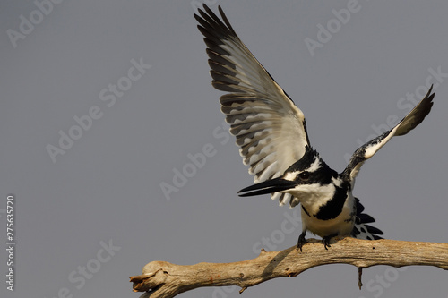 Black and white bird about to fly away from branch