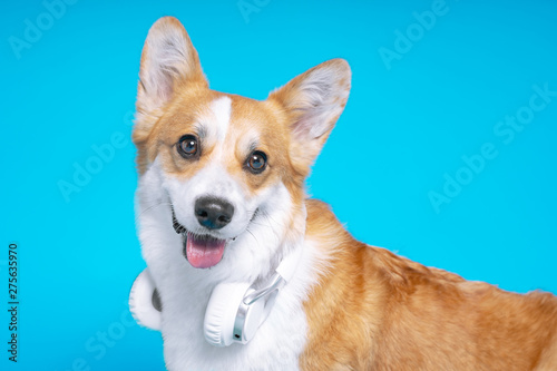 Funny dog pembroke welsh corgi with headphones on a blue studio background © Masarik