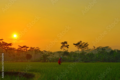 the beauty of the sunrise in the rice fields, which is fresh green in a pedestrian on the island of Java