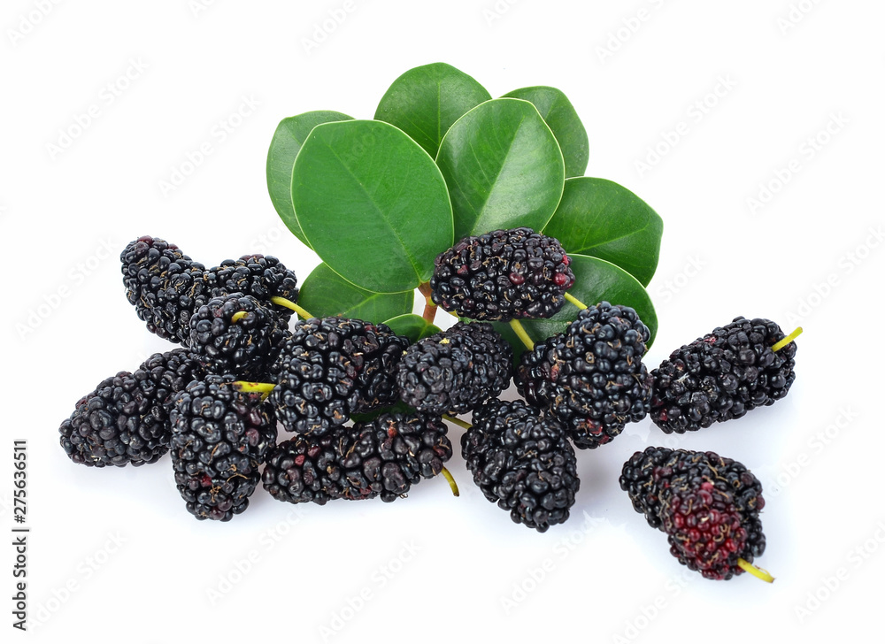 Top view of Morus (mulberry) with leaves isolated on white background Top view of Morus (mulberry) with leaves isolated on white background