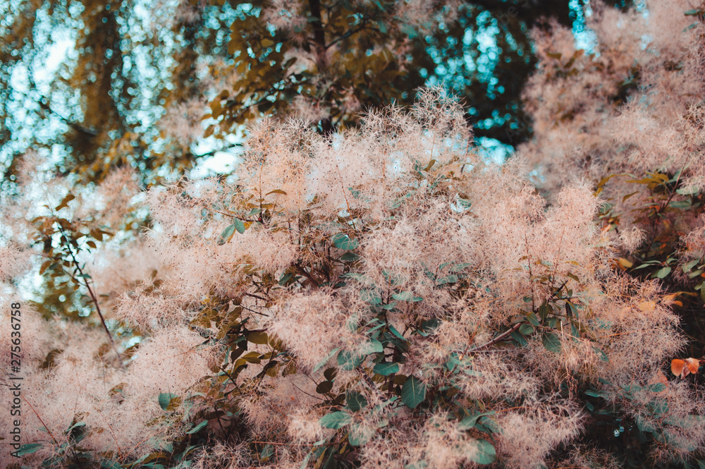 Pink fluff on tree branches. Background texture, screensaver, wallpaper Pink fluff on tree branches. Background texture, screensaver, wallpaper