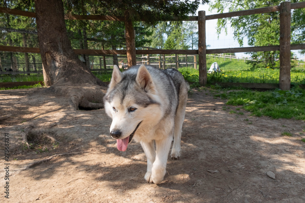 Huskies walk in the valley in the summer. Husky