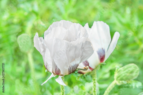Billede på lærred White Poppies in the Kiev Botanical Garden, Ukraine.