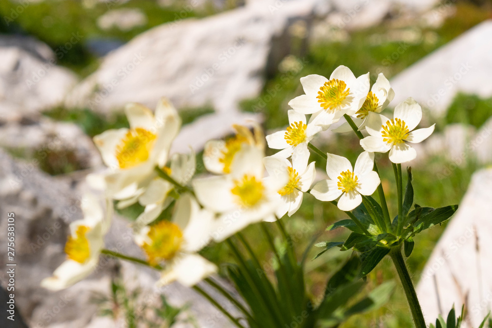 White yellow flowers growing on the mountain. rare flowers White yellow flowers growing on the mountain. rare flowers