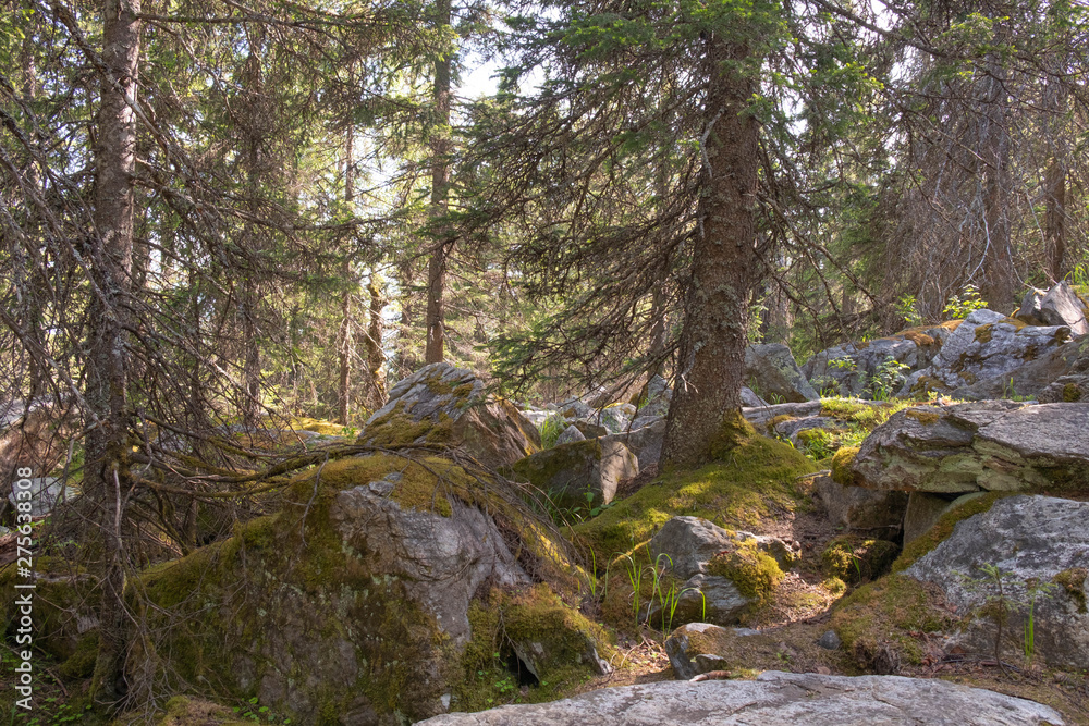 Climbing a mountain from a stone of a krumnik and coniferous trees. Wall mural Climbing a mountain from a stone of a krumnik and coniferous trees. Wall mural